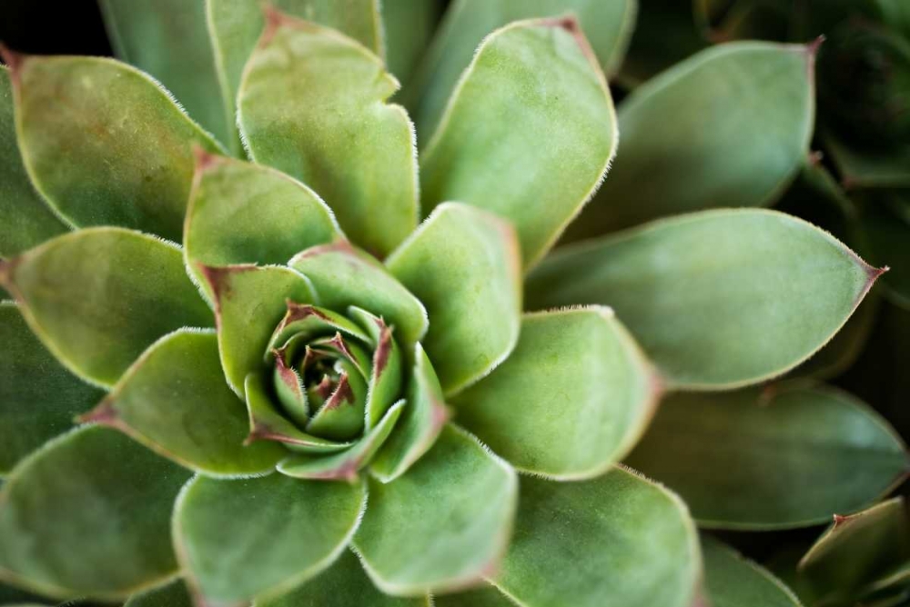 Sempervivum Rupicolum I art print by Erin Berzel for $57.95 CAD