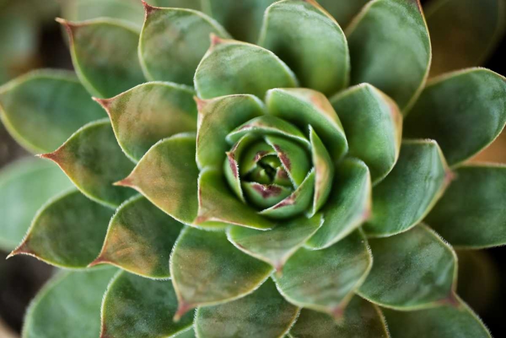 Sempervivum Rupicolum II art print by Erin Berzel for $57.95 CAD