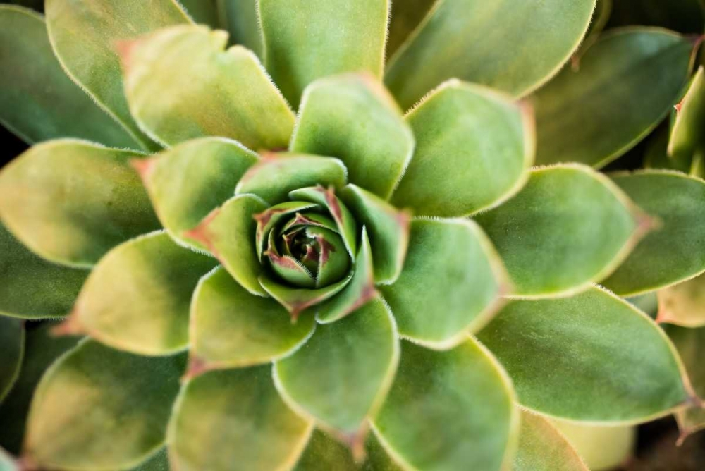 Sempervivum Rupicolum III art print by Erin Berzel for $57.95 CAD