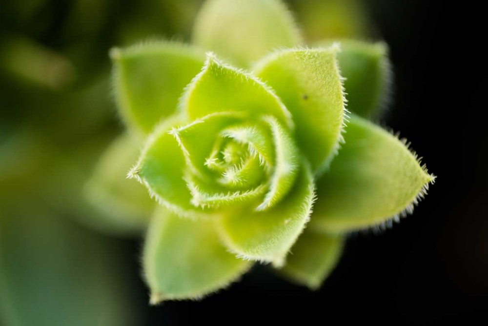 Succulent Blossom I art print by Erin Berzel for $57.95 CAD