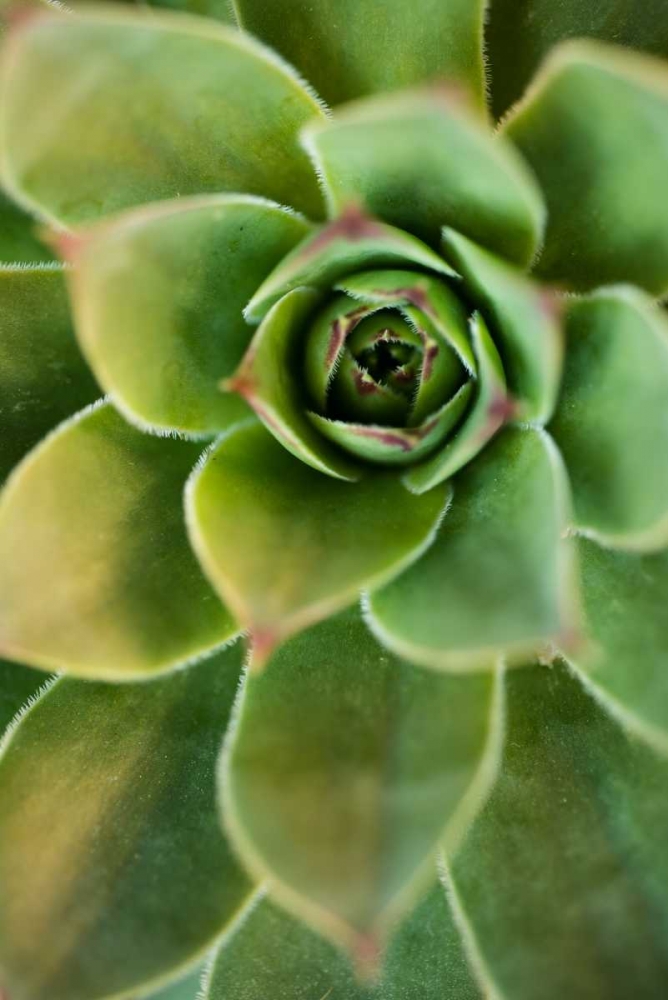 Sempervivum Rupicolum IV art print by Erin Berzel for $57.95 CAD
