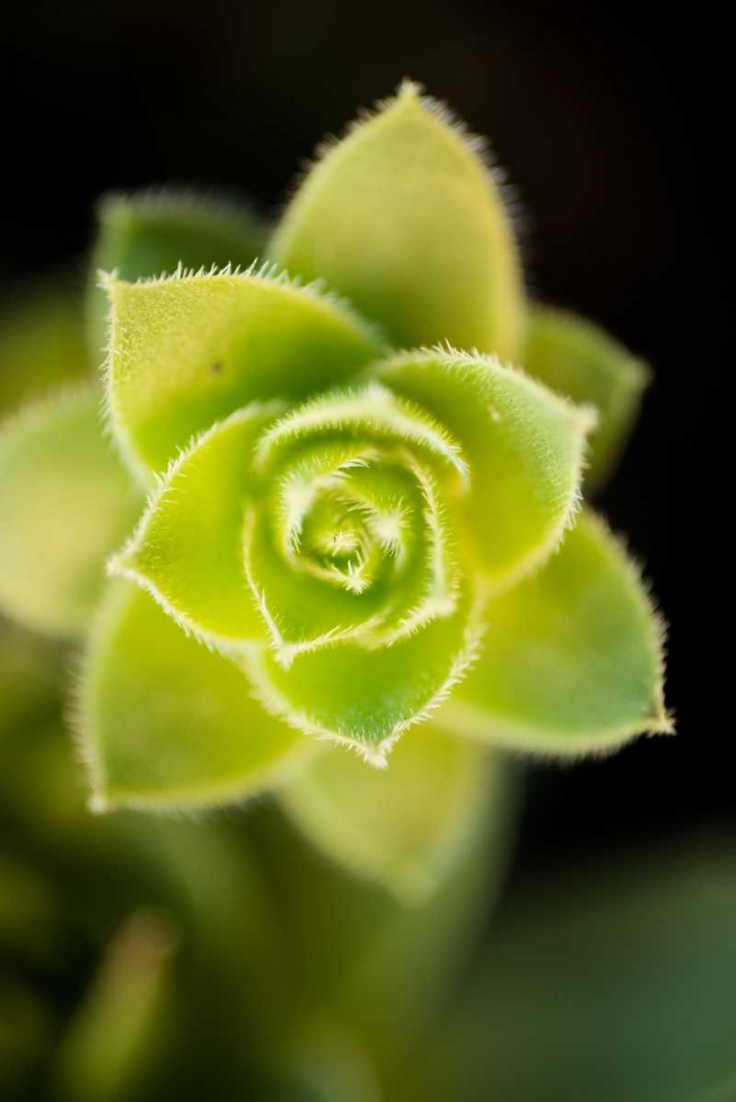 Succulent Blossom II art print by Erin Berzel for $57.95 CAD