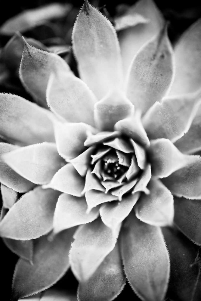 Monochrome Succulent I art print by Erin Berzel for $57.95 CAD