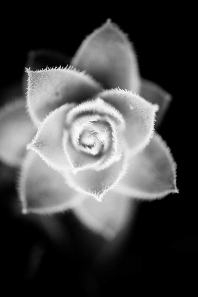 Monochrome Succulent II art print by Erin Berzel for $57.95 CAD