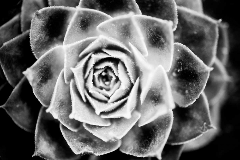 Monochrome Succulent III art print by Erin Berzel for $57.95 CAD