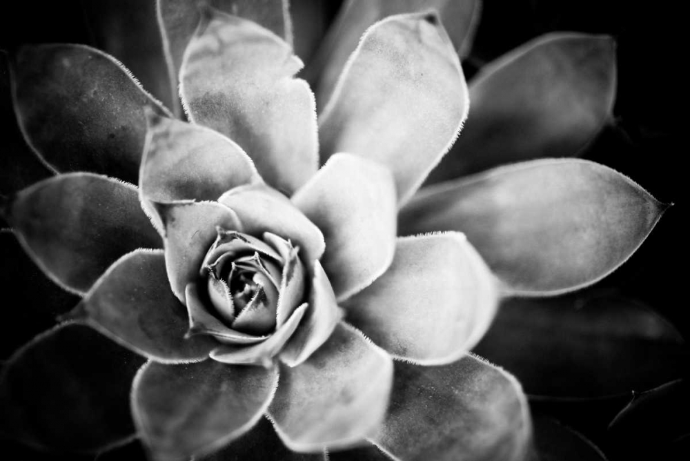 Monochrome Succulent IV art print by Erin Berzel for $57.95 CAD