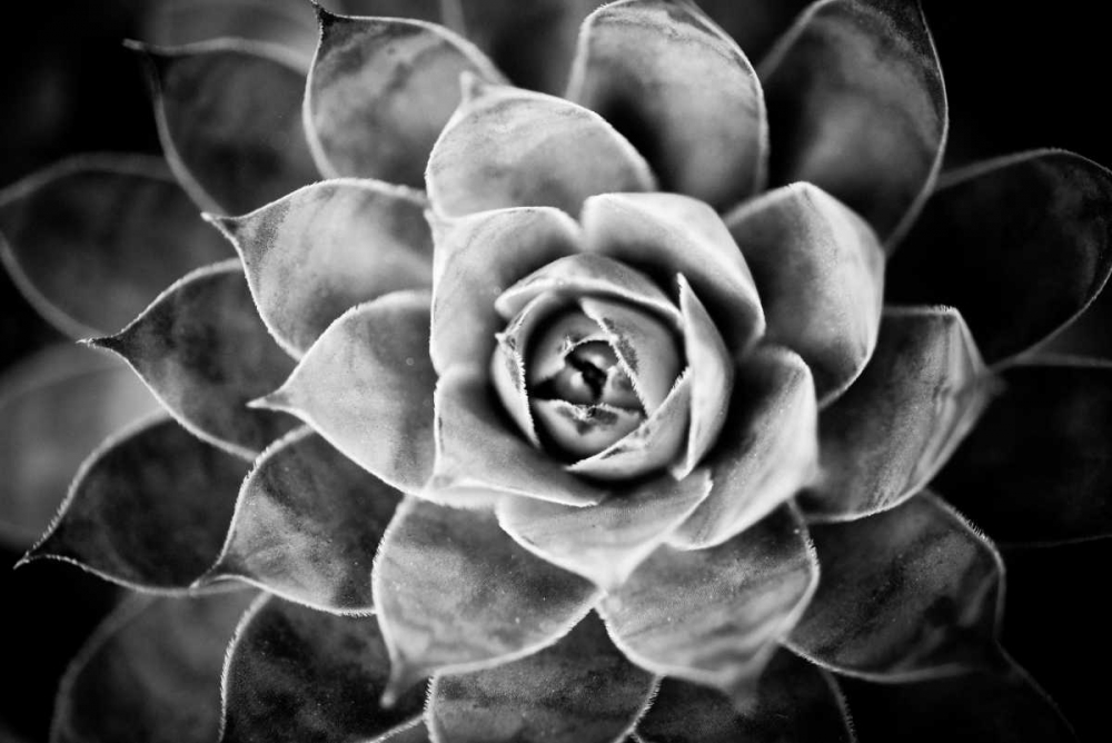 Monochrome Succulent V art print by Erin Berzel for $57.95 CAD