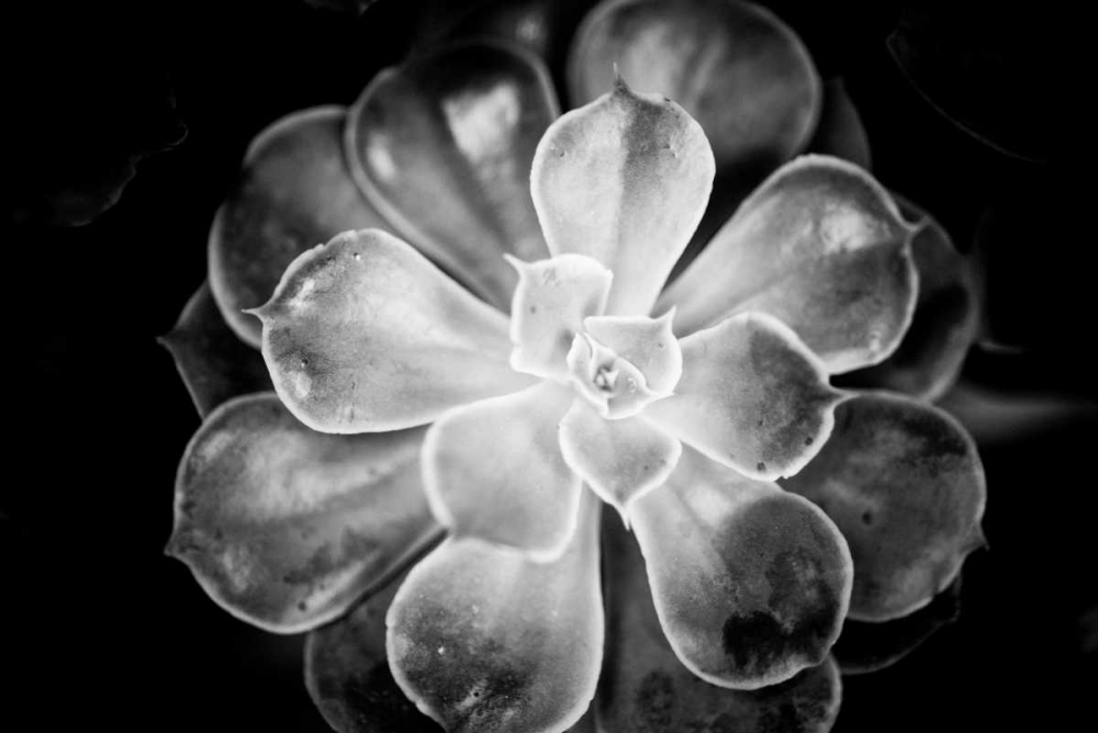 Monochrome Succulent VI art print by Erin Berzel for $57.95 CAD