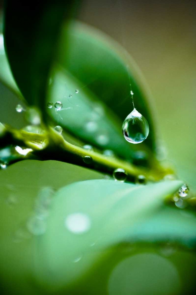 Suspended Dew I art print by Erin Berzel for $57.95 CAD