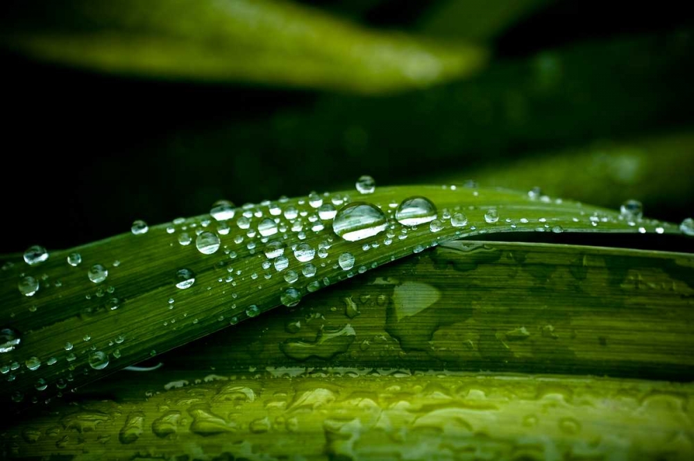 Dew on Grass art print by Erin Berzel for $57.95 CAD