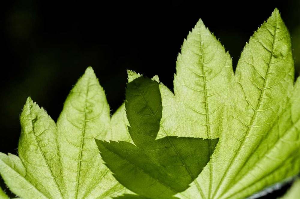 Illuminated Leaves art print by Erin Berzel for $57.95 CAD