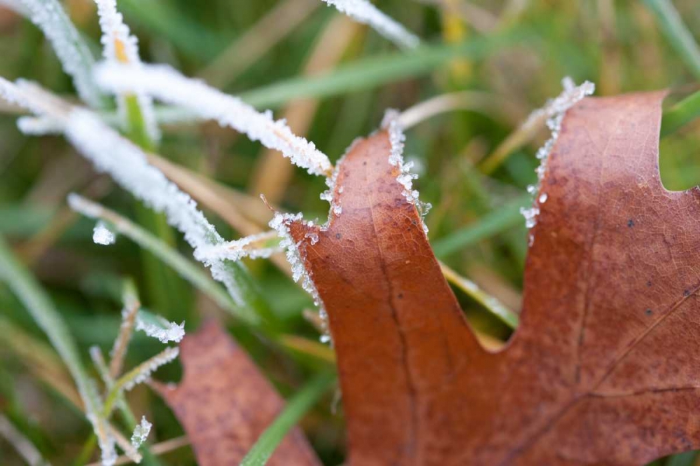 Morning Frost I art print by Erin Berzel for $57.95 CAD