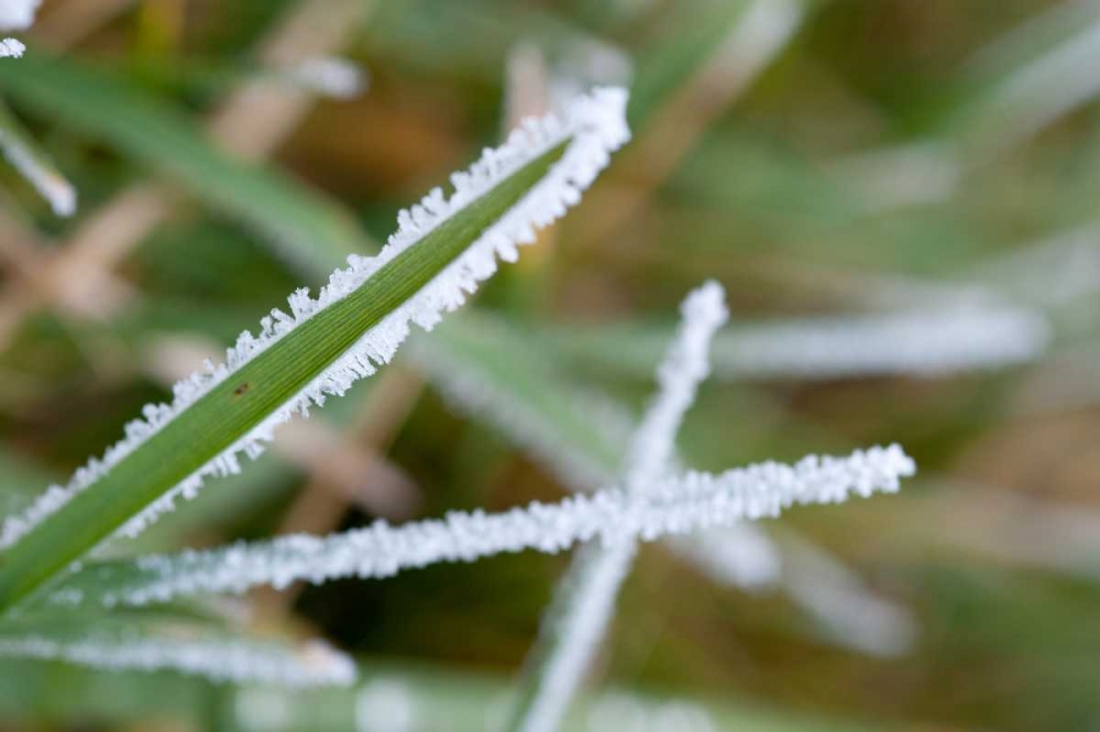 Morning Frost II art print by Erin Berzel for $57.95 CAD