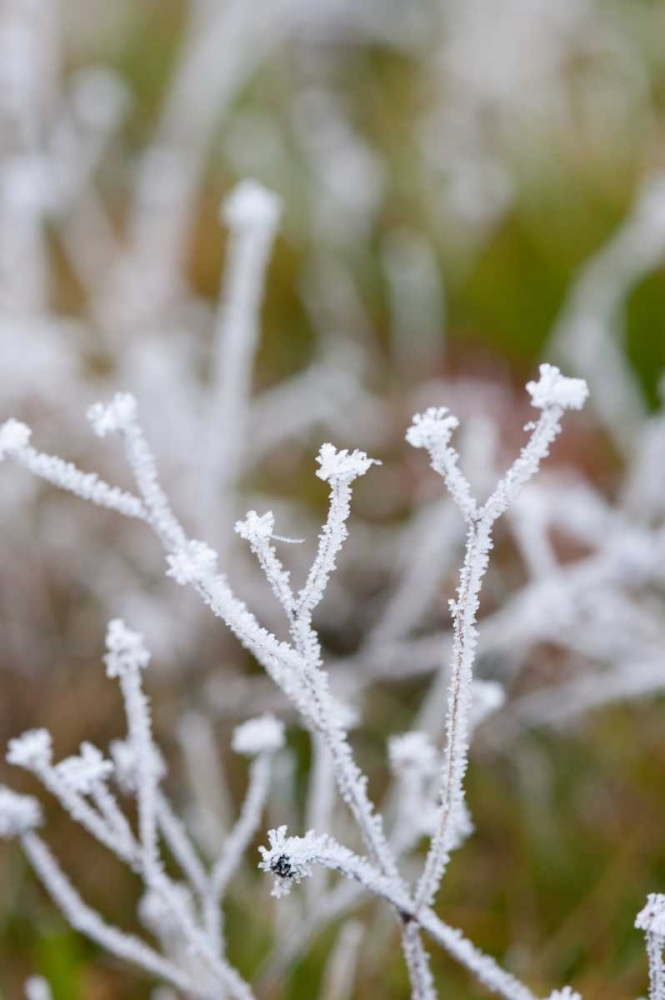 Winter Frost I art print by Erin Berzel for $57.95 CAD