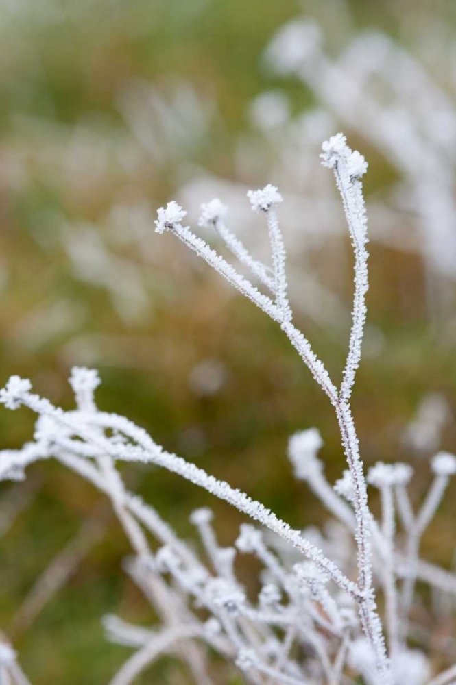 Winter Frost II art print by Erin Berzel for $57.95 CAD