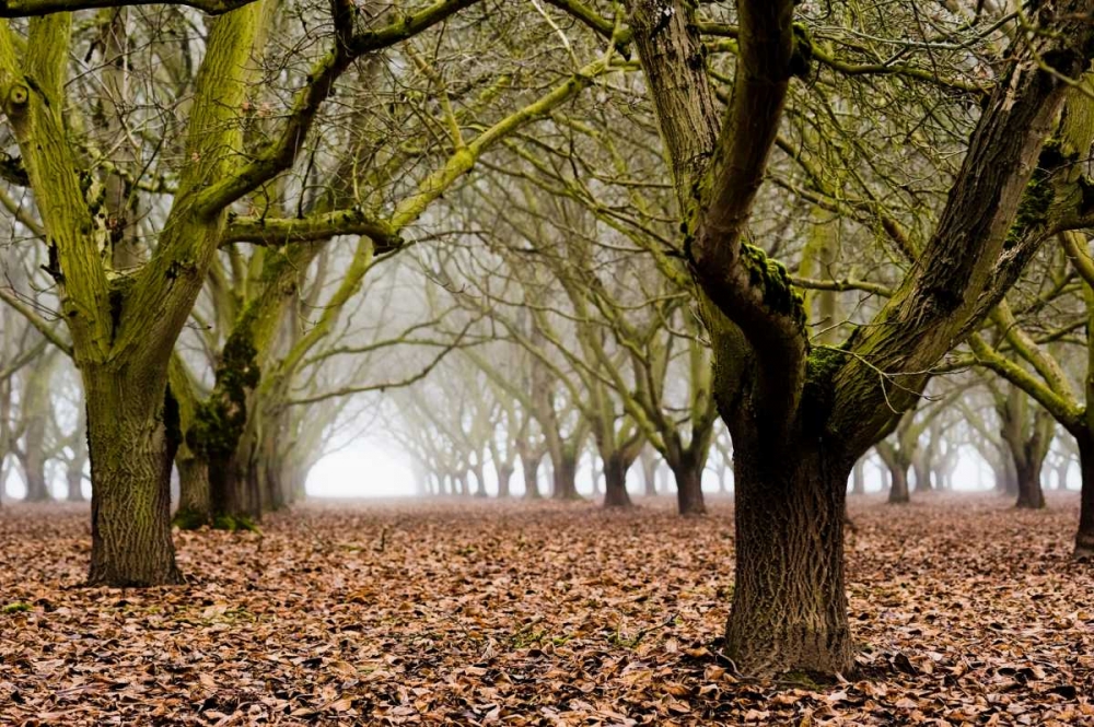 Hazel Tree Grove I art print by Erin Berzel for $57.95 CAD