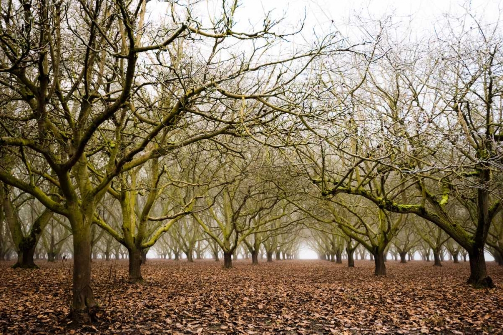 Hazel Tree Grove II art print by Erin Berzel for $57.95 CAD