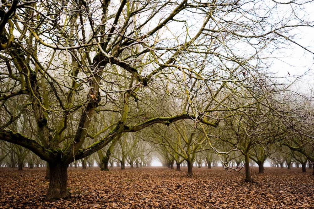 Hazel Tree Grove III art print by Erin Berzel for $57.95 CAD