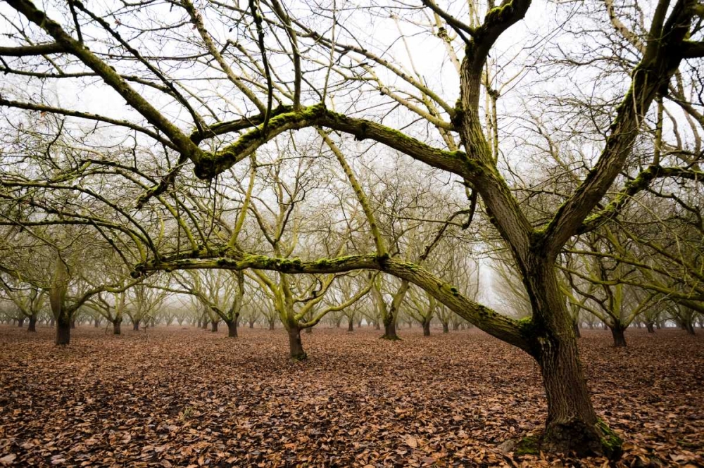 Hazel Tree Grove IV art print by Erin Berzel for $57.95 CAD