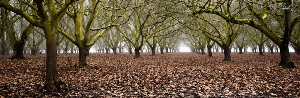 Hazel Tree Grove Pano I art print by Erin Berzel for $57.95 CAD