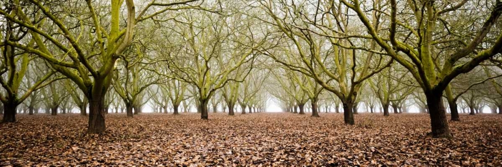 Hazel Tree Grove Pano II art print by Erin Berzel for $57.95 CAD