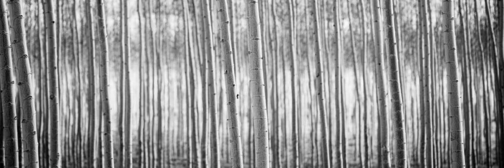 Pacific Albus BW I art print by Erin Berzel for $57.95 CAD