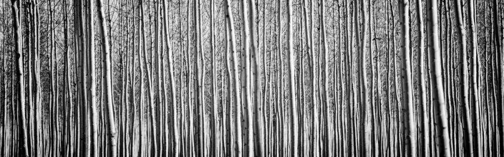 Pacific Albus BW II art print by Erin Berzel for $57.95 CAD
