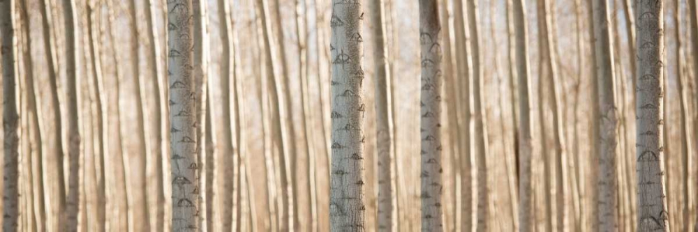 Pacific Albus Pano II art print by Erin Berzel for $57.95 CAD