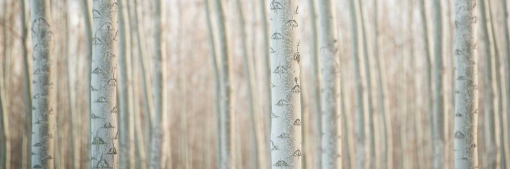 Pacific Albus Pano IV art print by Erin Berzel for $57.95 CAD