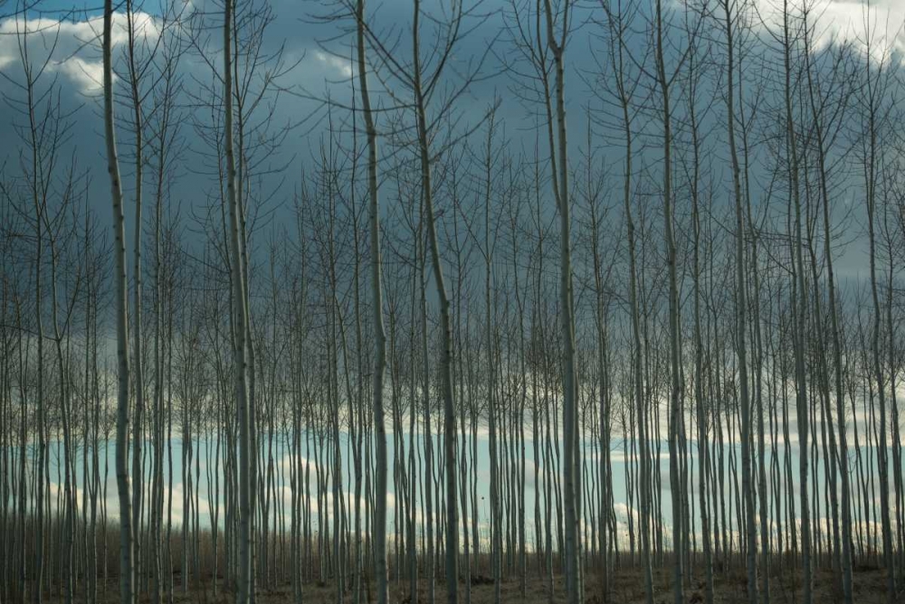 Pacific Albus and Clouds I art print by Erin Berzel for $57.95 CAD