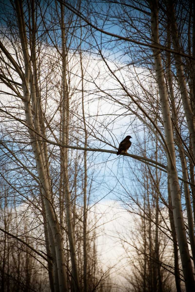 Hawk Silhouette art print by Erin Berzel for $57.95 CAD