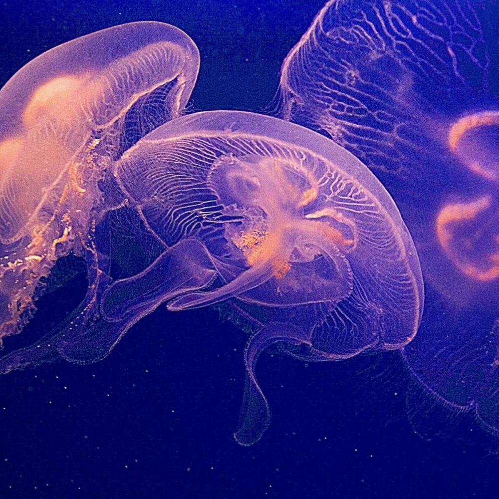Jellyfish Dance I art print by Rita Crane for $57.95 CAD