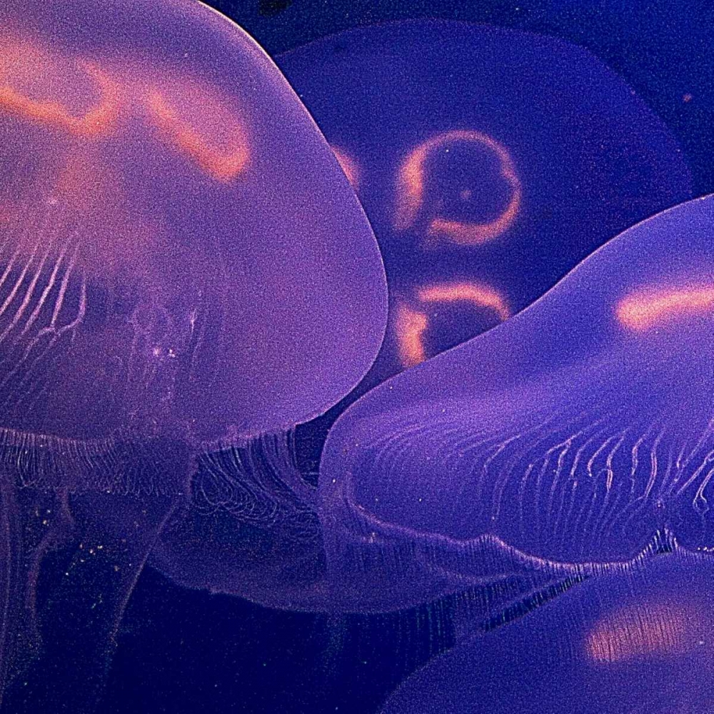 Jellyfish Dance II art print by Rita Crane for $57.95 CAD
