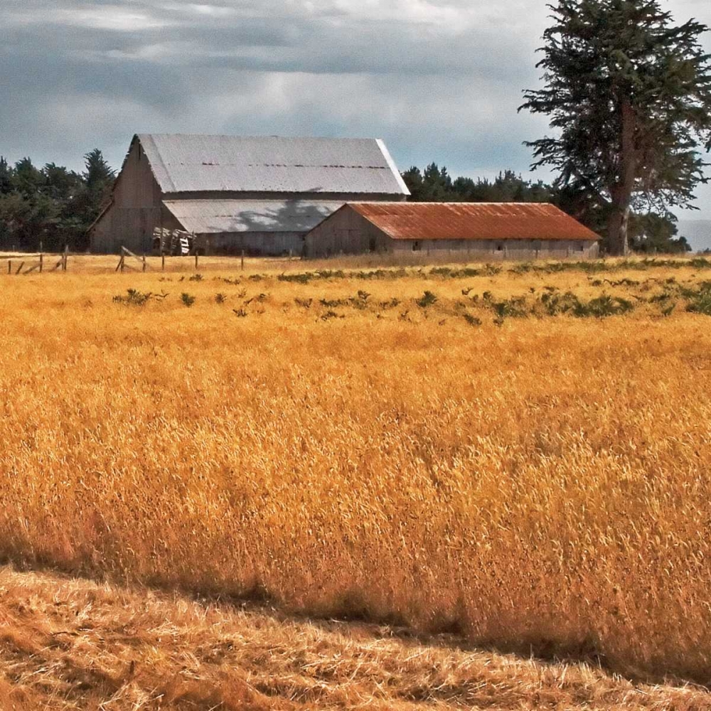 Golden Fields I art print by Rita Crane for $57.95 CAD