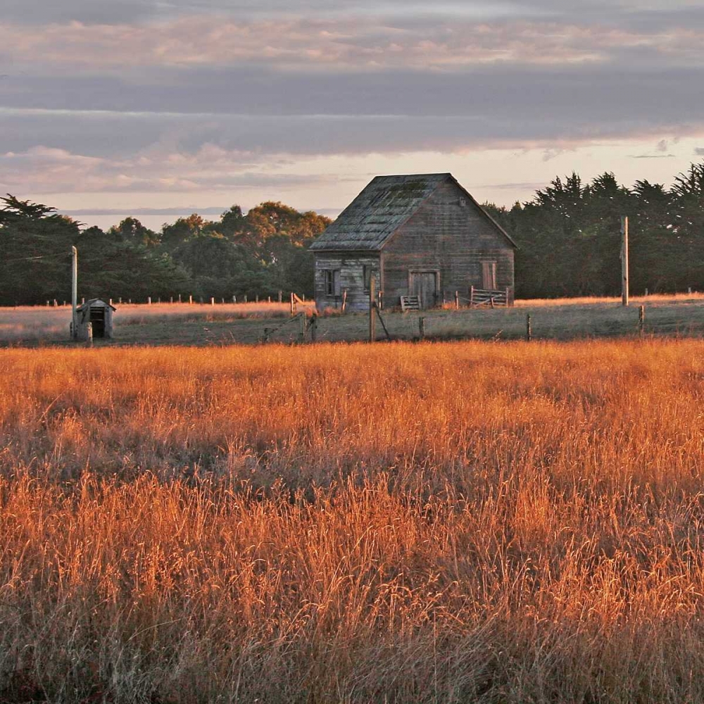 Golden Fields II art print by Rita Crane for $57.95 CAD