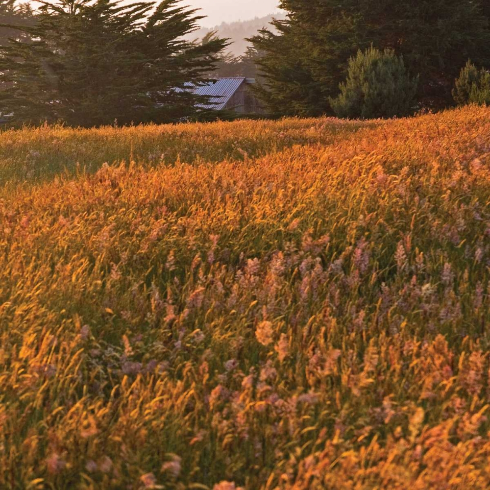Golden Fields III art print by Rita Crane for $57.95 CAD