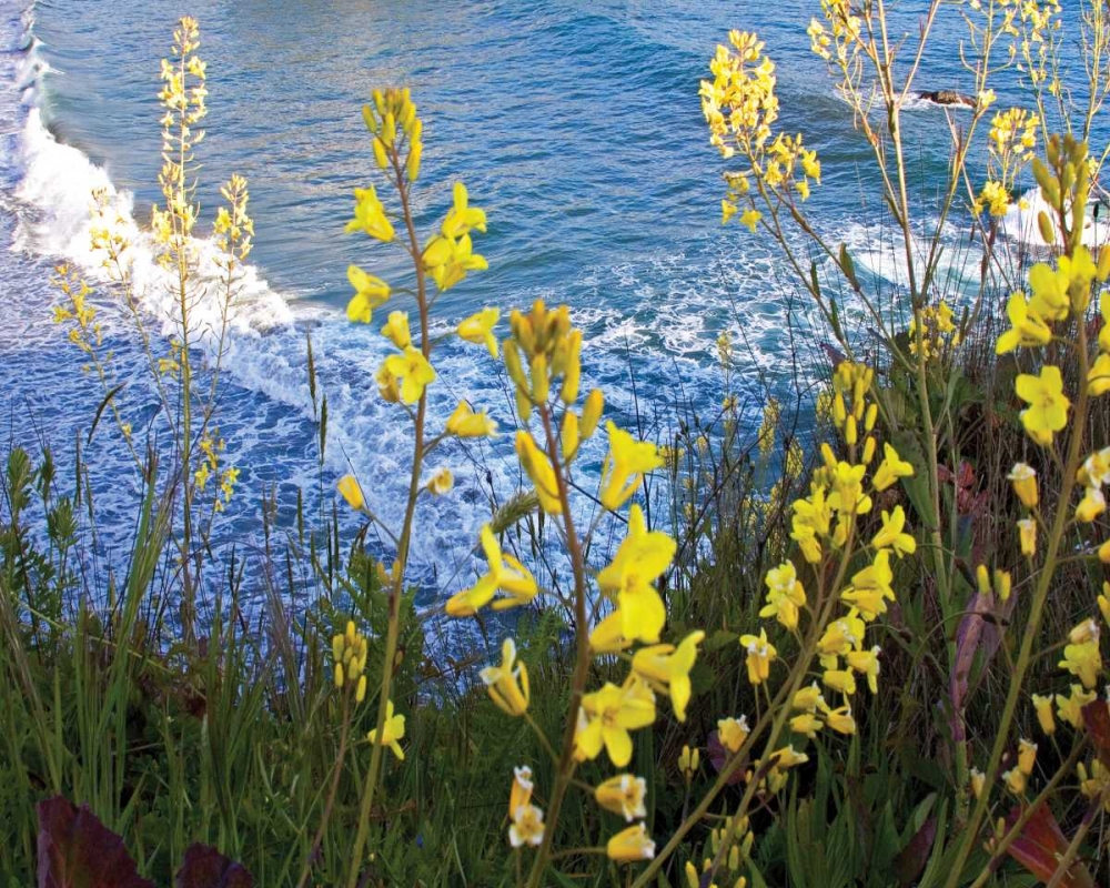 Wild Mustard art print by Rita Crane for $57.95 CAD