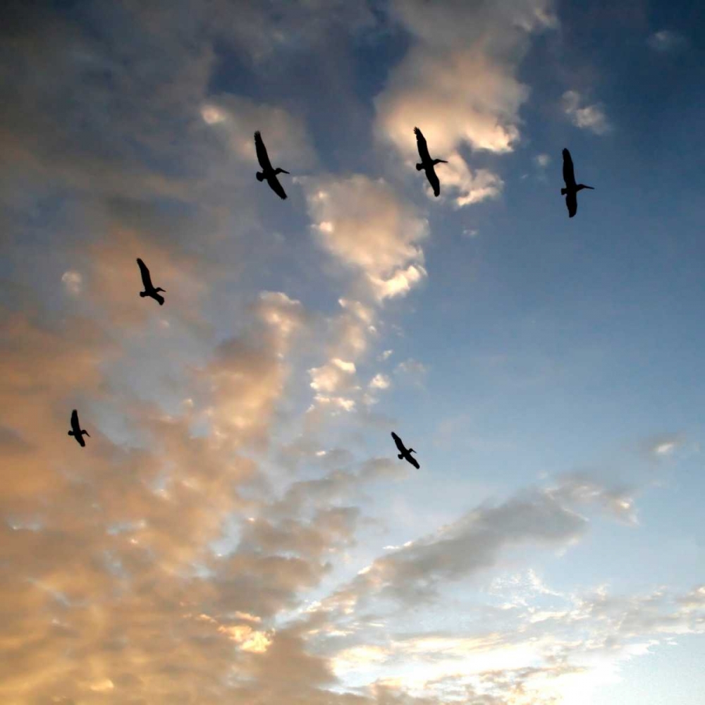 Pelicans at Sunset art print by Rita Crane for $57.95 CAD