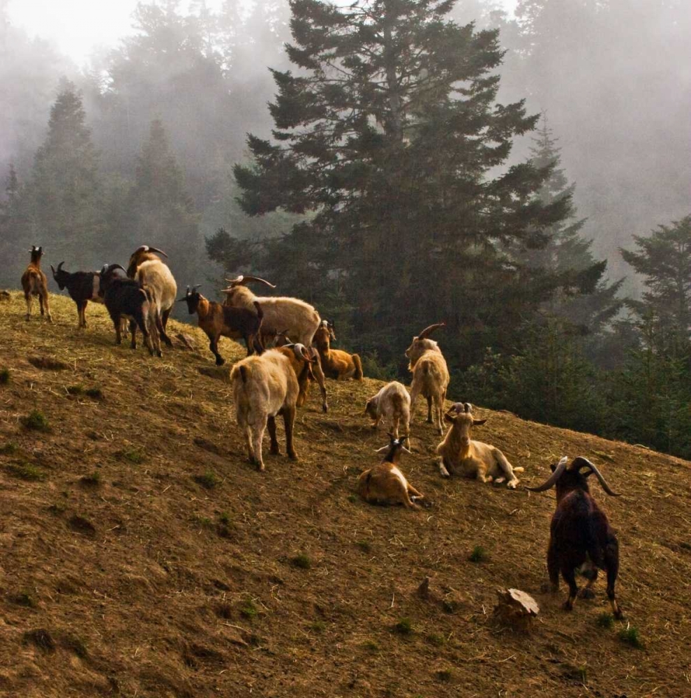 Misty Pasture art print by Rita Crane for $57.95 CAD