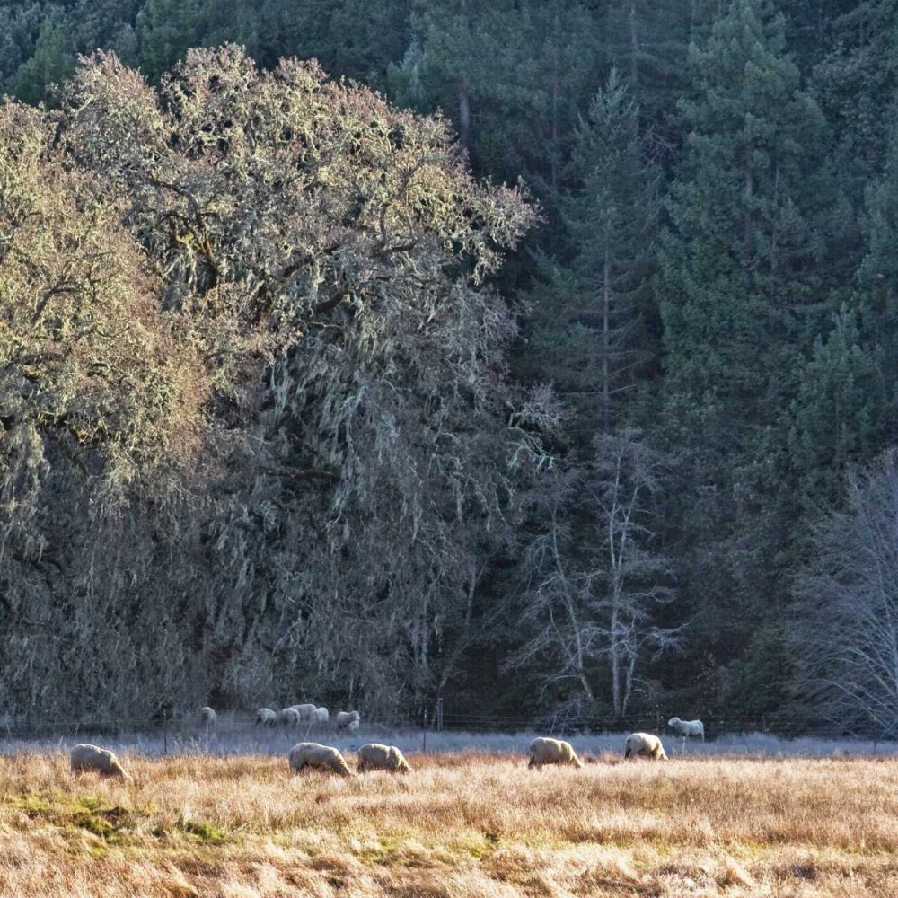Sheep and Oak Trees art print by Rita Crane for $57.95 CAD
