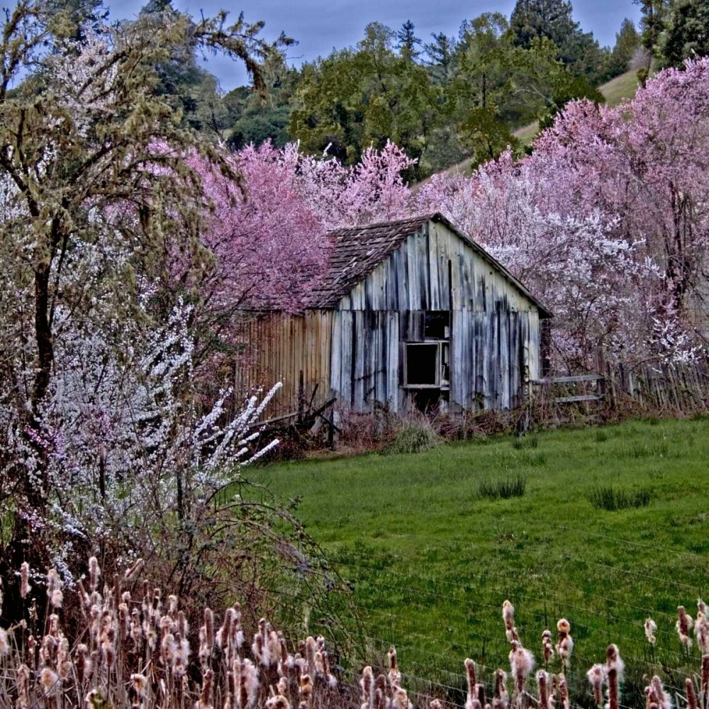 Twilight and Blossoms art print by Rita Crane for $57.95 CAD