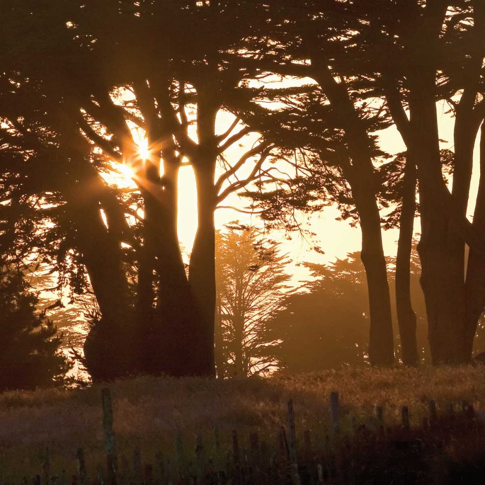 Cypress Sunset art print by Rita Crane for $57.95 CAD