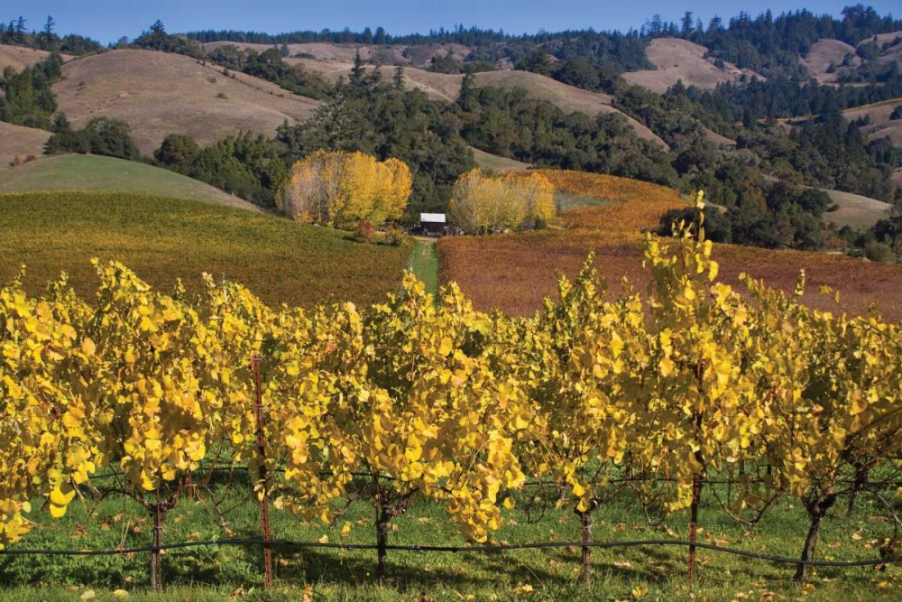 Barns and Vineyards I art print by Rita Crane for $57.95 CAD