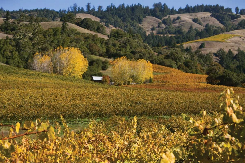 Barns and Vineyards II art print by Rita Crane for $57.95 CAD