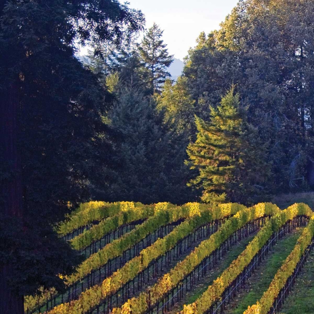 Golden Rows V art print by Rita Crane for $57.95 CAD