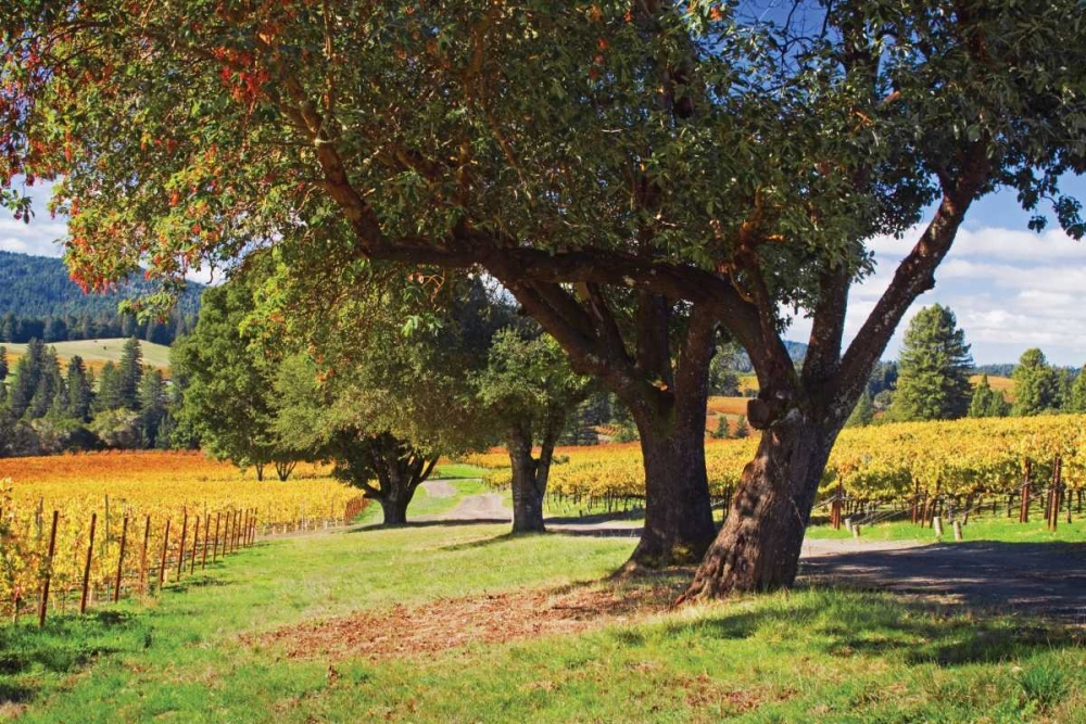 Oak and Vine II art print by Rita Crane for $57.95 CAD