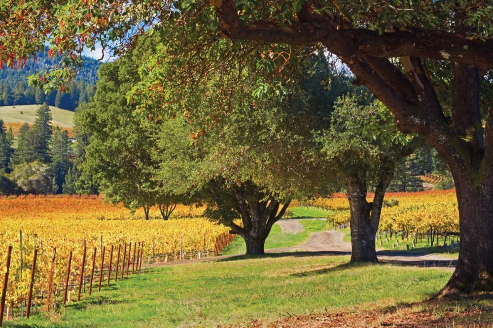 Oak and Vine III art print by Rita Crane for $57.95 CAD