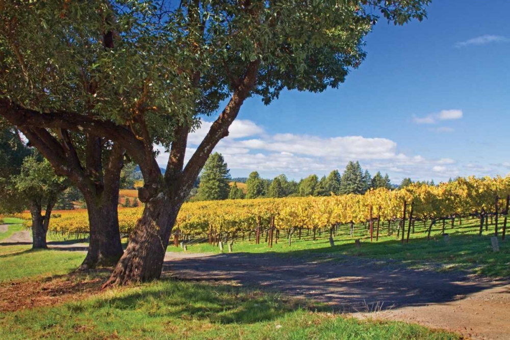 Oak and Vine IV art print by Rita Crane for $57.95 CAD