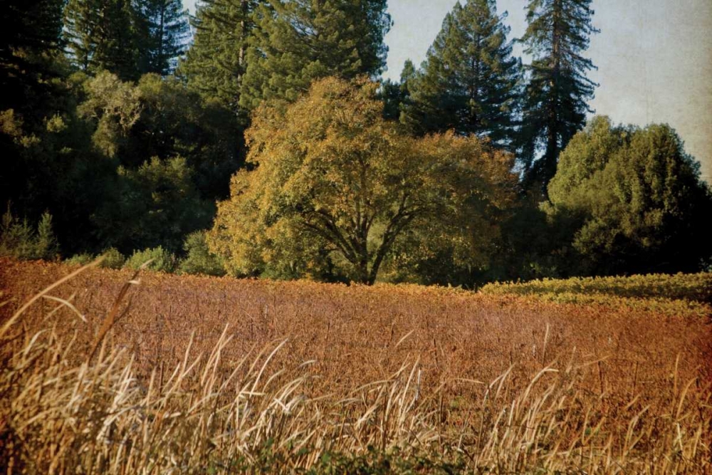 Vineyard Tapestry I art print by Rita Crane for $57.95 CAD