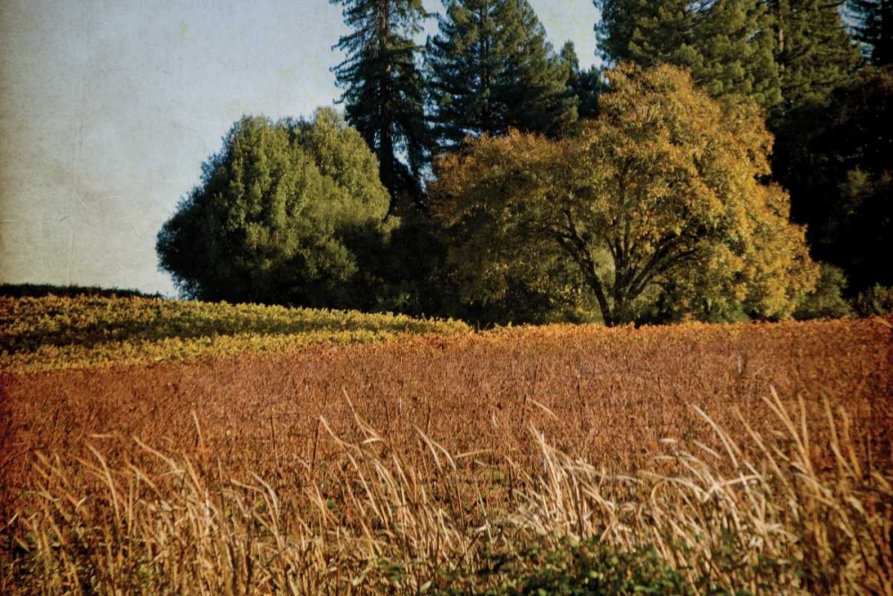Vineyard Tapestry II art print by Rita Crane for $57.95 CAD